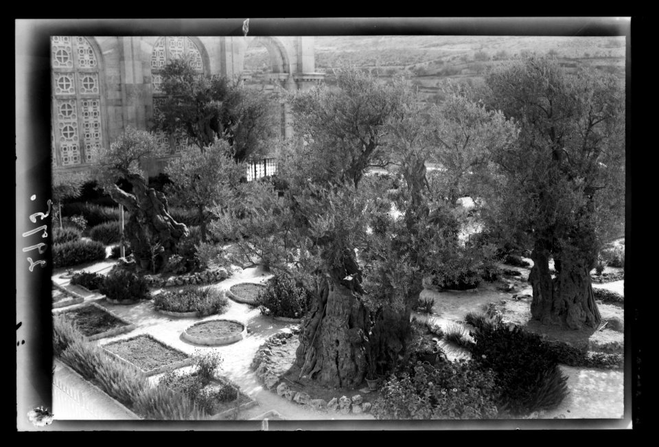Mount of Olives and Gethsemane. The olive trees of Gethsemane. 'Into the woods my Master went' LOC matpc.22071