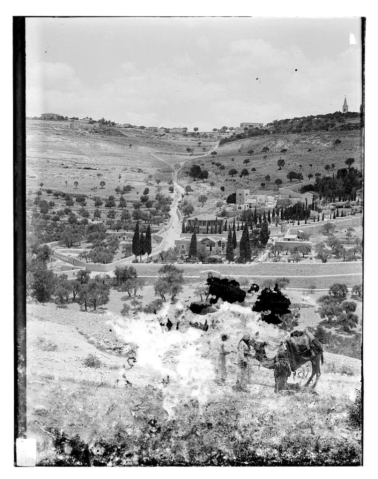 Mount of Olives from the west, camel in foreground LOC matpc.11606