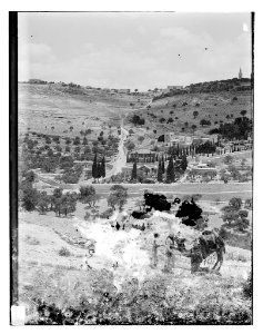 Mount of Olives from the west, camel in foreground LOC matpc.11606