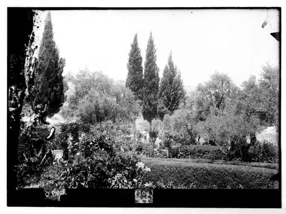 Mount of Olives (Jebel Et-Tur) etc. Interior of Garden of Gethsemane LOC matpc.07511