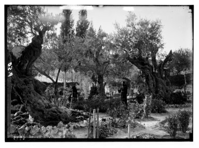 Mount of Olives and Gethsemane. The olive trees of Gethsemane. 'Into the woods my master went' LOC matpc.02534
