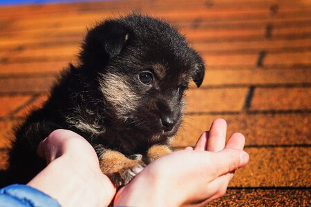 Black kindness little puppy photo