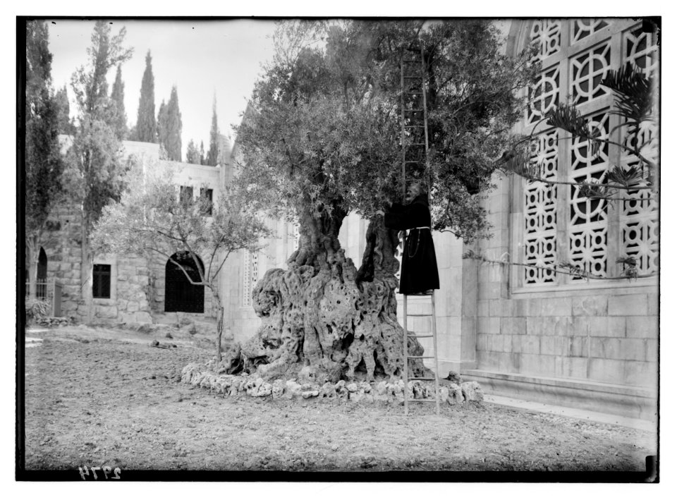 Mount of Olives and Gethsemane. Tree of Agony. Monk picking olives LOC matpc.02533