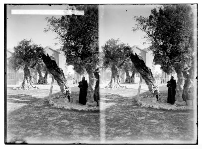 Mount of Olives, Bethany, etc. Garden of Gethsemane, new view LOC matpc.05481