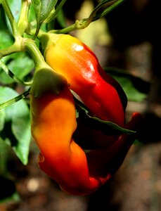 Ripe garden madrid spain photo