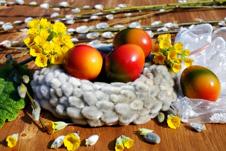 Colored colors of nature easter nest photo