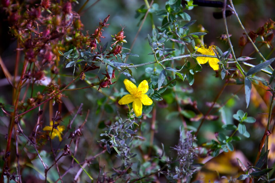 Yellow flowers green blue