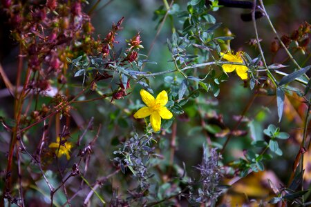 Yellow flowers green blue