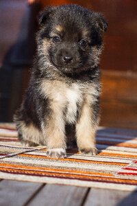 Cute animals beautiful
