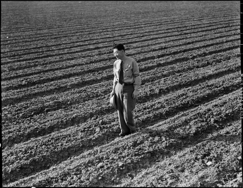Mountain View, California. Henry Mitarai, 36, in one of his sugar beet fields on his mechanized far . . . - NARA - 537619