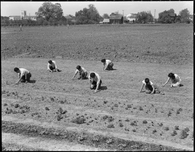 Mountain View, California. Prior to evacuation, members of the Shibuya family weeding field on ranc . . . - NARA - 536036