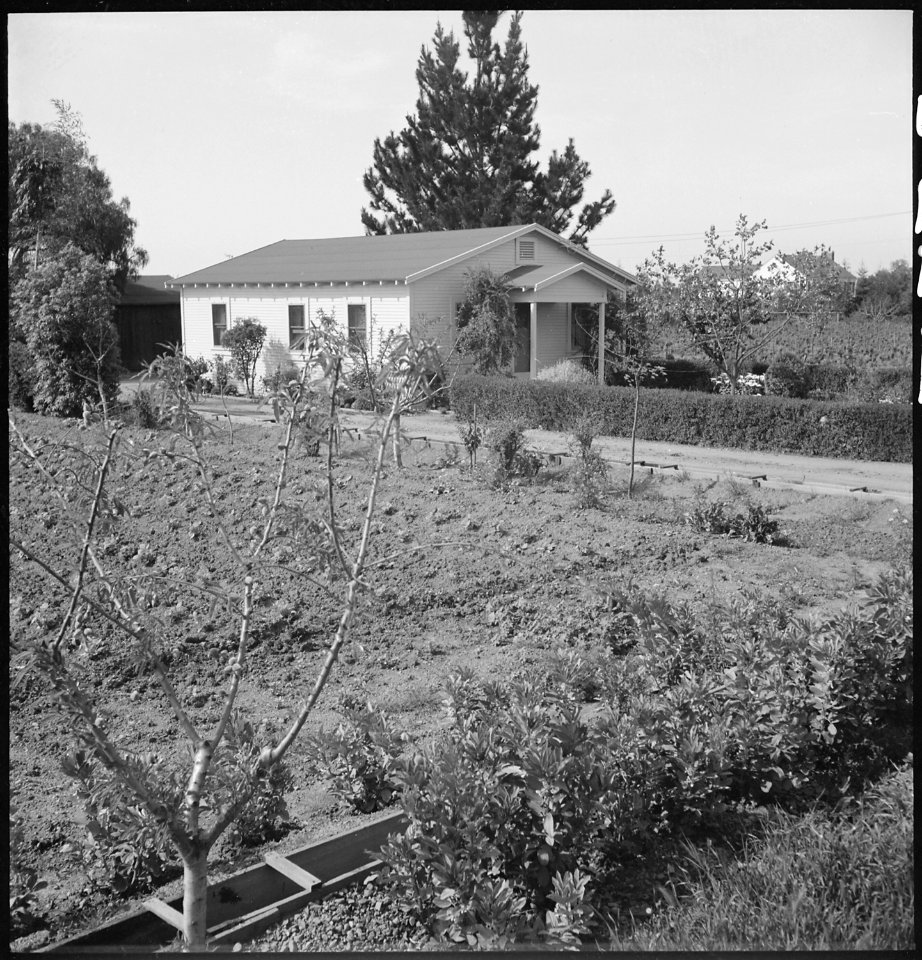 Mountain View, California. Scene at a Santa Clara County berry farm leased by its owner, of Japanes . . . - NARA - 536446