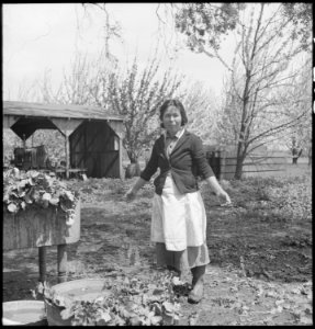 Mountain View, California. In a final harvest prior to evacuation, a mother and daughter wash white . . . - NARA - 536400