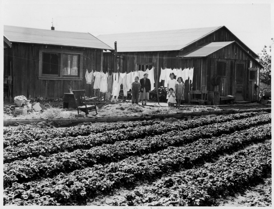 Mountain View, California. This ranch house, seen across a strawberry bed, is typical in many Calif . . . - NARA - 536021