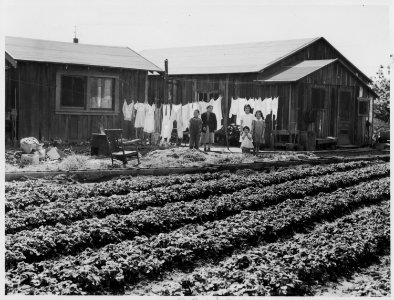 Mountain View, California. This ranch house, seen across a strawberry bed, is typical in many Calif . . . - NARA - 536021