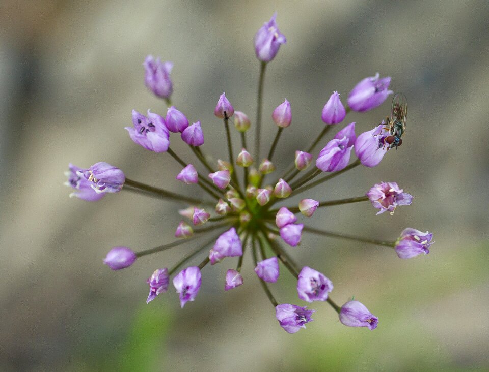 Summer macro nature