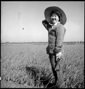 Mountain View, California. Weeding a garlic field in Santa Clara County. Evacuees of Japanese ance . . . - NARA - 537472