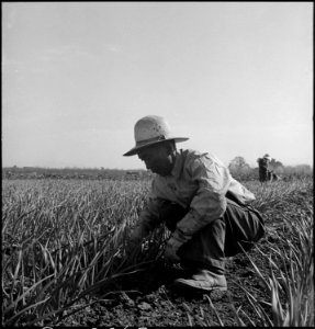 Mountain View, California. Weeding garlic field several weeks before evacuation. Farmers and other . . . - NARA - 537590
