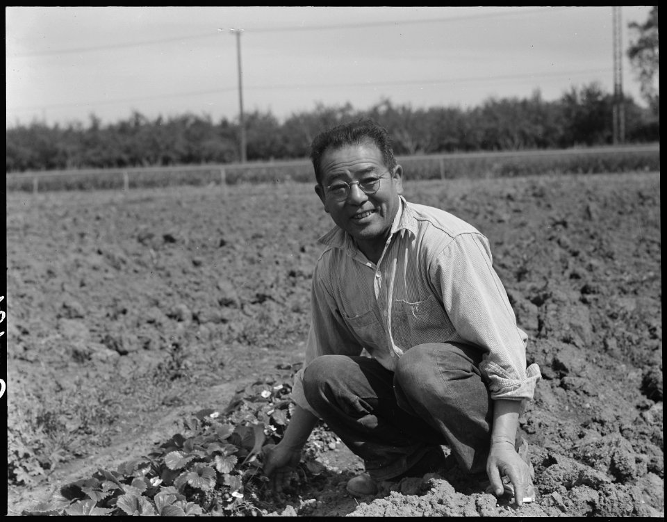 Mountain View, California. Ryohitsu Shibuya, successful chrysanthemum grower, who arrived in this c . . . - NARA - 537530