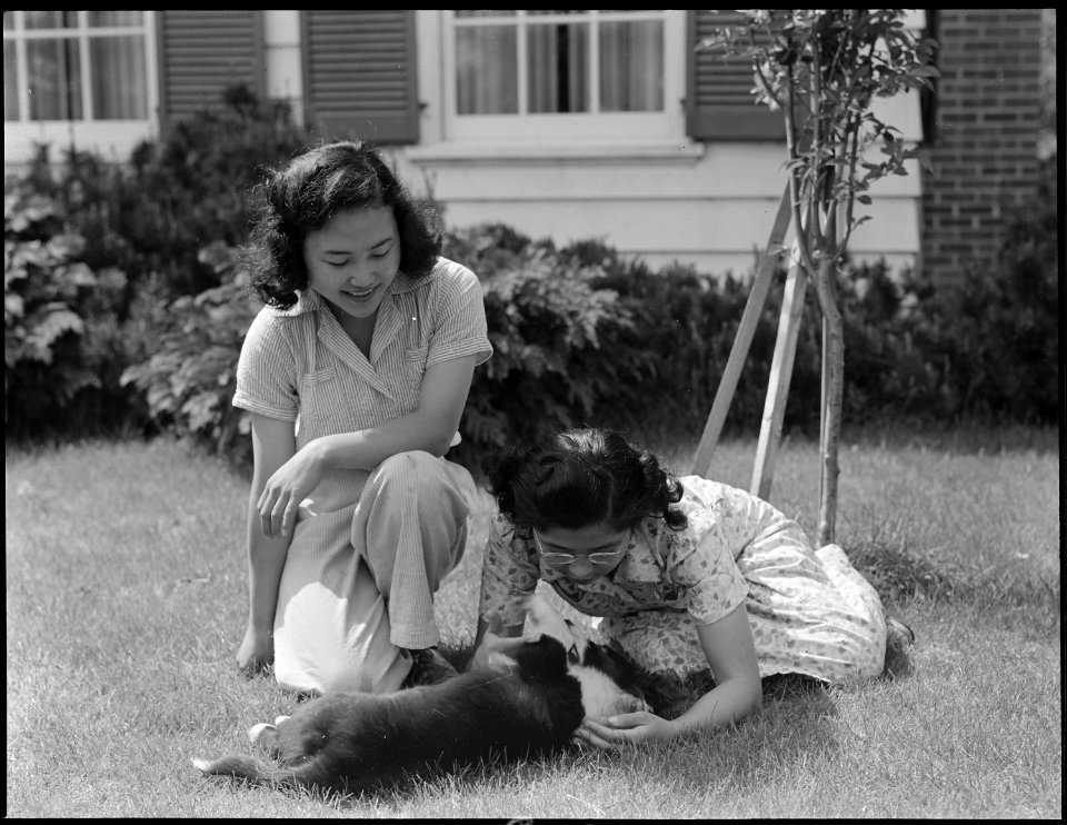 Mountain View, California. Scene at Santa Clara home of the Shibuya family who raised select chrysan . . . - NARA - 537475