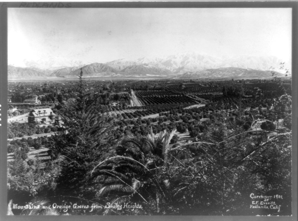 Mountains and orange groves from Smiley Heights LCCN90706095