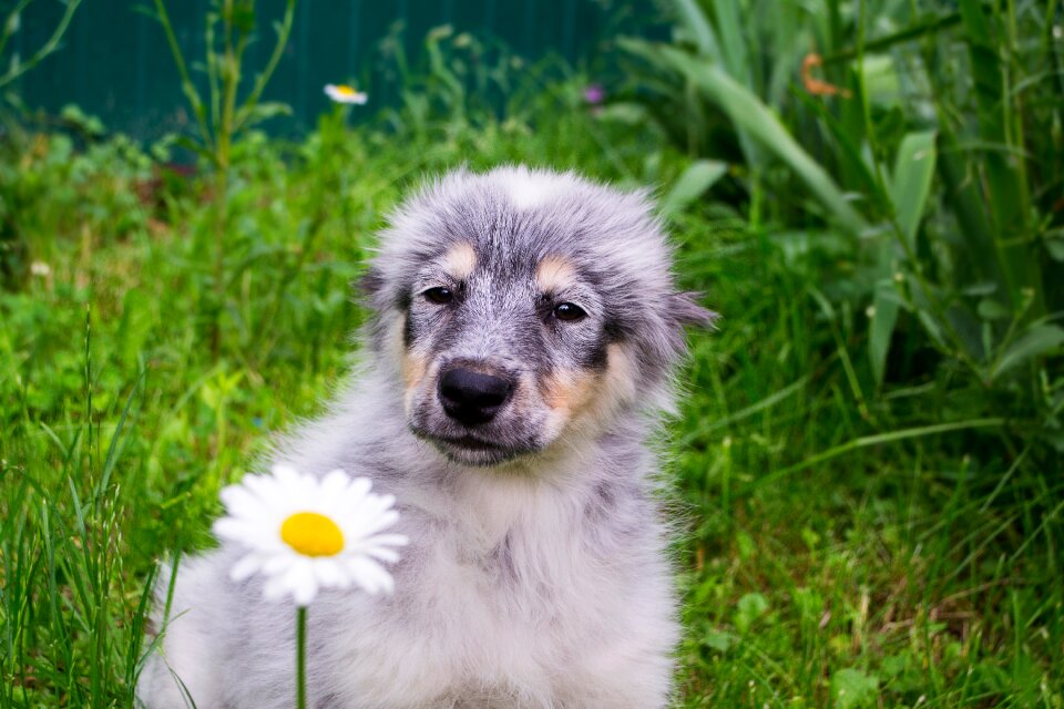 Beautiful homeless furry