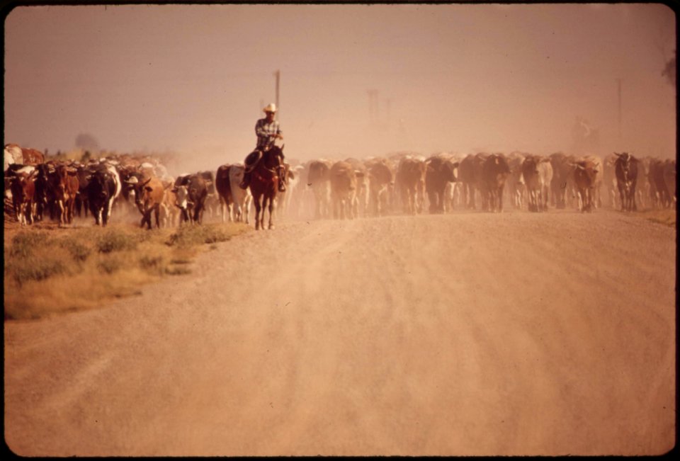 Moving-cattle-along-a-highway-may-1972 7136519679 o