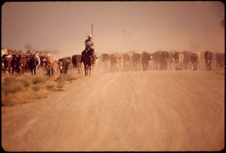 Moving-cattle-along-a-highway-may-1972 7136519679 o