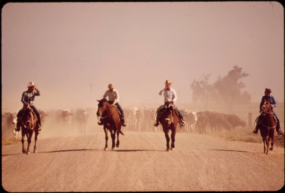 Moving-cattle-raise-dust-along-the-highway-may-1972 6990406474 o