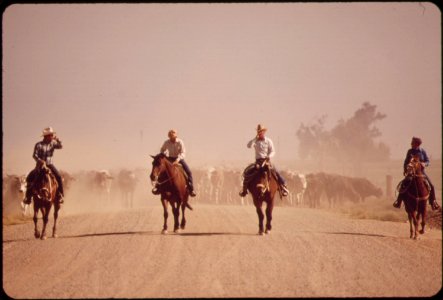 Moving-cattle-raise-dust-along-the-highway-may-1972 6990406474 o