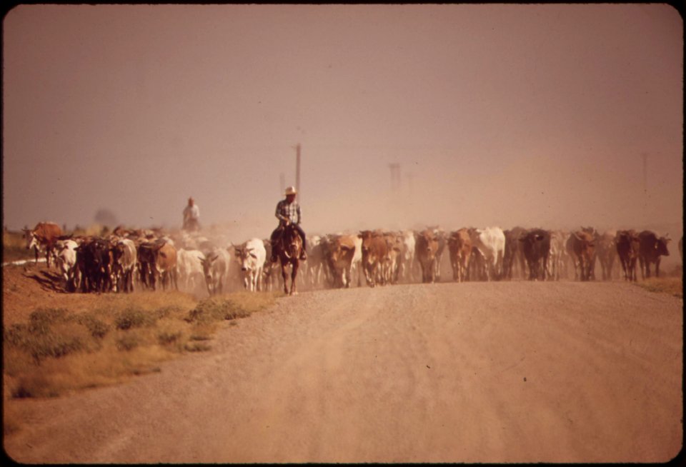 Moving-cattle-raise-dust-along-the-highway--near-calipatria-in-the-imperial-valley-may-1972 7136487831 o