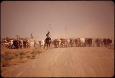 Moving-cattle-raise-dust-along-the-highway--near-calipatria-in-the-imperial-valley-may-1972 7136487831 o