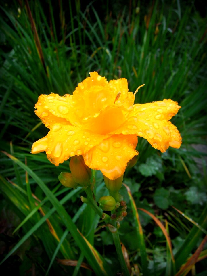 Garden flowers beautiful flowers summer