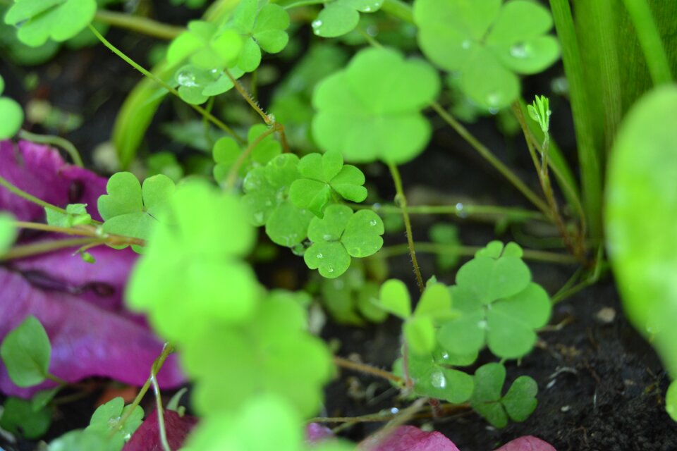 Green leaf green leaves garden