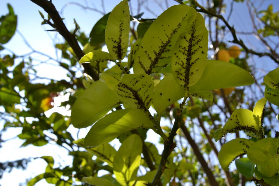 Trees nature green