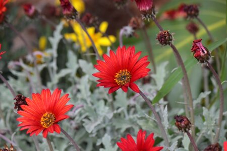 Botany floral orange