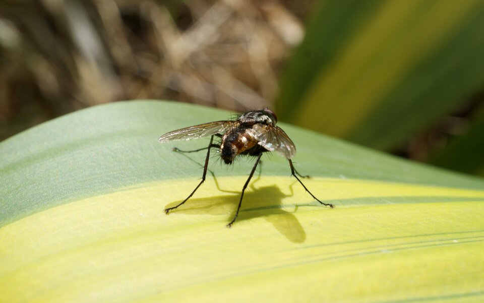 Fly wings colombia