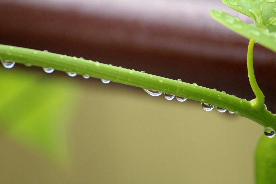 Rain raindrops dew