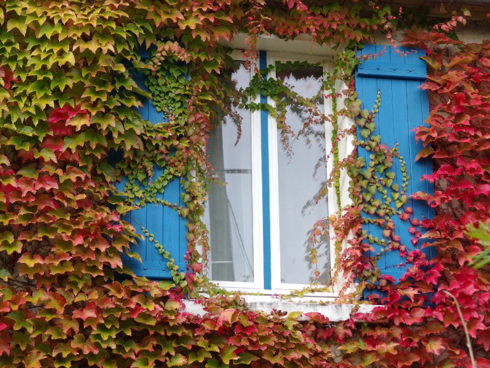 Wine fall color golden autumn