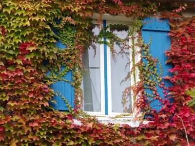 Wine fall color golden autumn