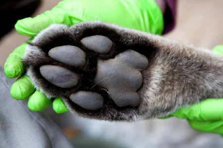Mountain Lion Paw (8970182871)