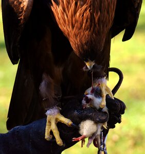 Eat bird of prey animal