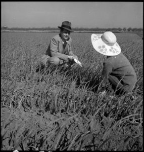 Mountain View, California. John Bird, former Director of Information for the War Relocation Authori . . . - NARA - 537528