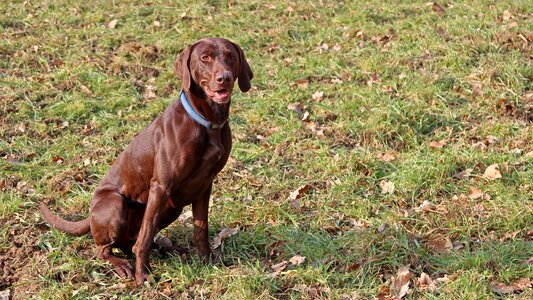 Grass seat obedience