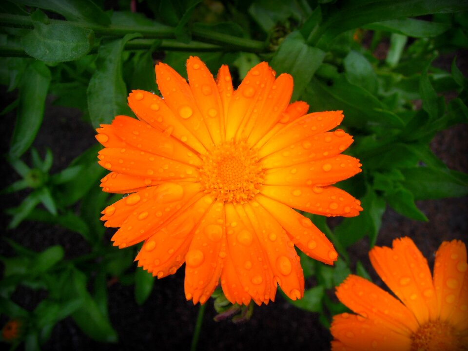 Plant flower summer