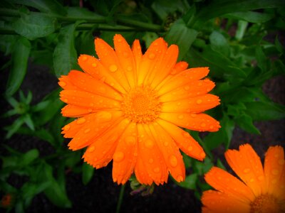 Plant flower summer
