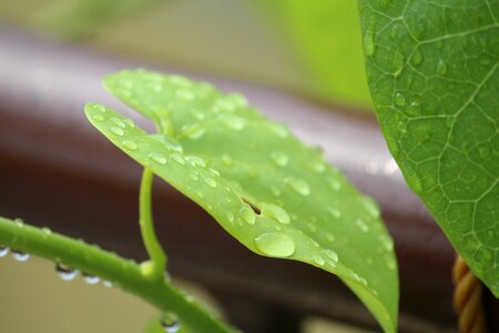 Giloy leaf rain photo