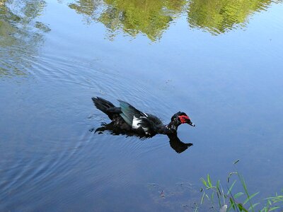Nature animal bird