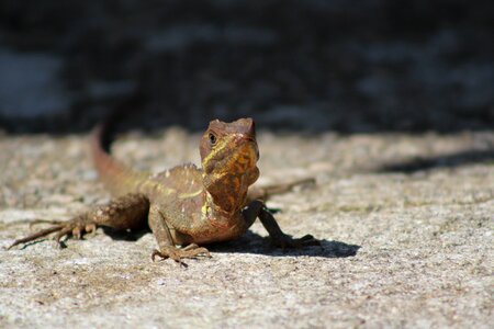 Wildlife lizard reptile photo