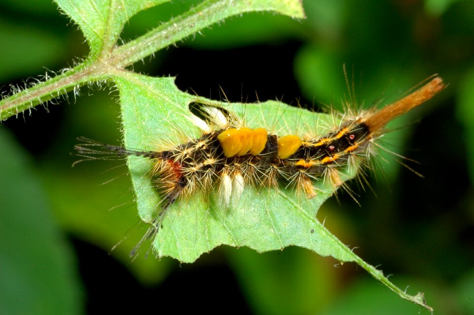 Caterpillar nature wildlife